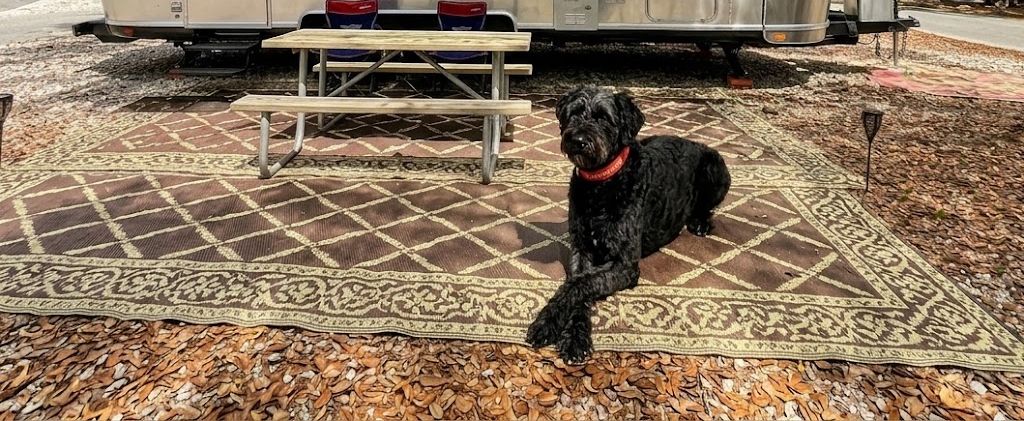 Dublin's Dispatch: A Senior Dog's Guide to Observing Chaos While Napping