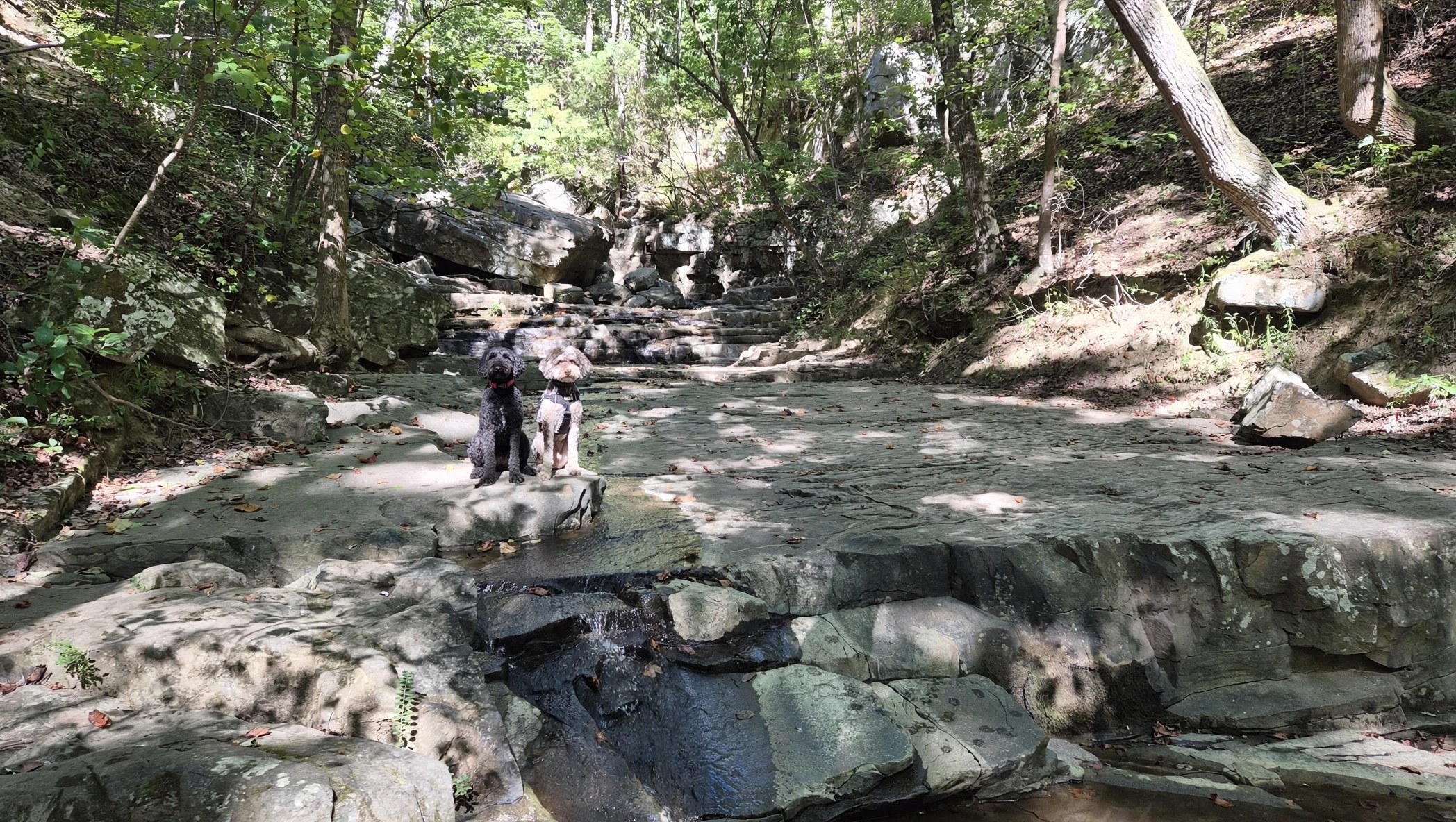 Glenn Falls via St. Elmo Trail: A Dog's-Eye Report