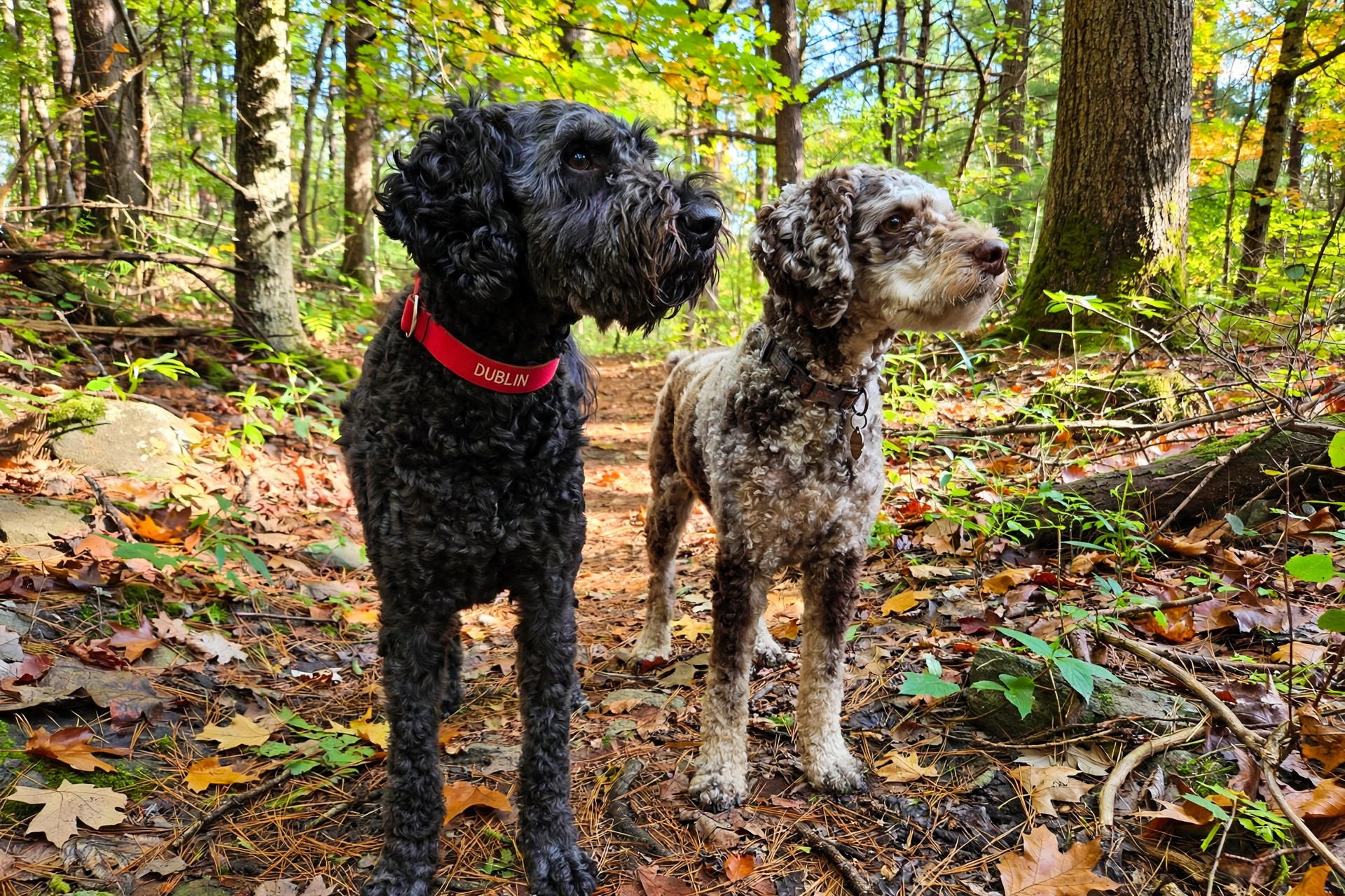 Snakes in Camp: Wayne's Brutal Breakdown of What's Actually Dangerous (And What Keeps Dogs Alive)